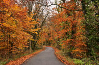 autumn.jpg (279032 bytes)