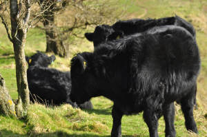 cow.jpg (189514 bytes)