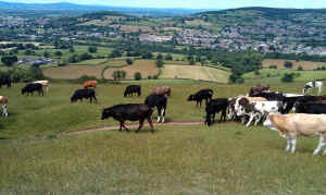 cows.jpg (196711 bytes)