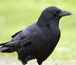 Crowe.jpg (66732 bytes)