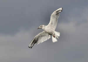 gull7.jpg (51754 bytes)