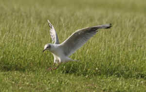 gull8.jpg (138309 bytes)