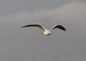 gull.jpg (50408 bytes)