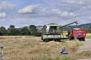 harvest.jpg (188640 bytes)