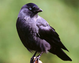 jackdaw.jpg (66732 bytes)