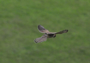kestrel2.jpg (298067 bytes)