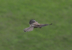kestrel.jpg (272779 bytes)