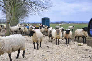 sheep.jpg (173431 bytes)