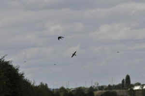 swallow2.jpg (48507 bytes)