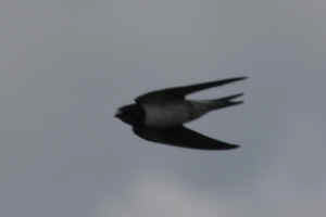 swallow.jpg (41496 bytes)