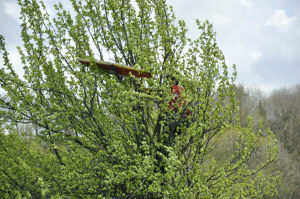 tree-phil-wildthing.jpg (204090 bytes)