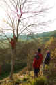 nov07-tree.jpg (129377 bytes)