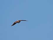 Click for bigger photo